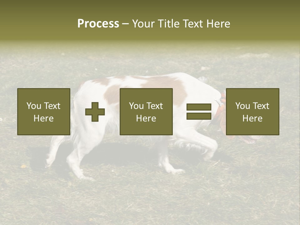 A Brown And White Dog Walking Across A Grass Covered Field PowerPoint Template