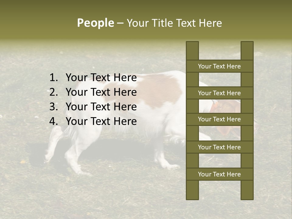A Brown And White Dog Walking Across A Grass Covered Field PowerPoint Template