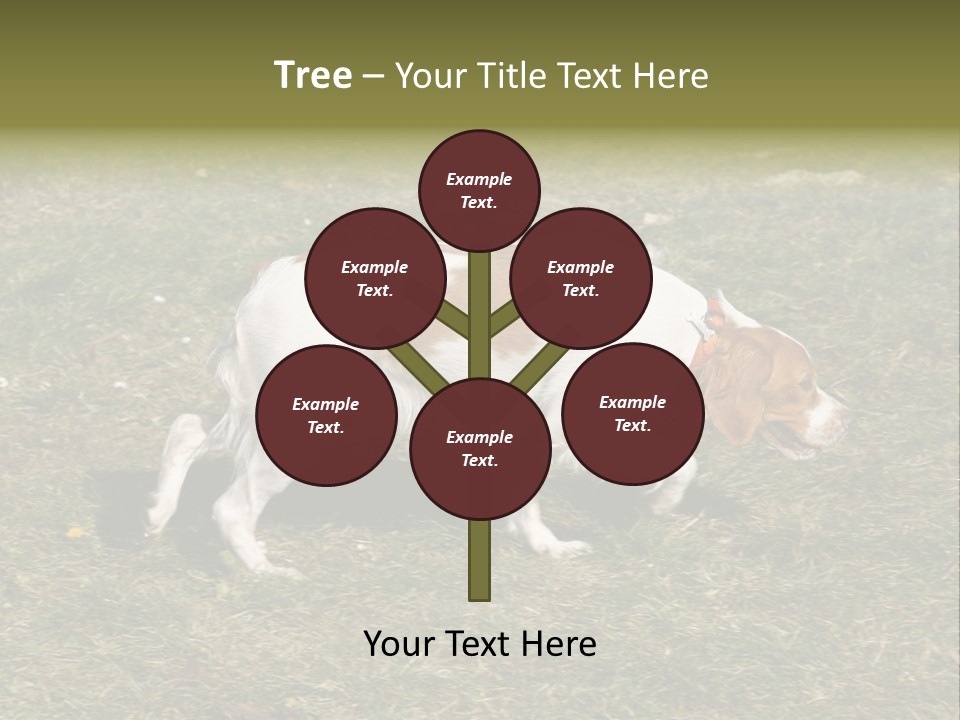 A Brown And White Dog Walking Across A Grass Covered Field PowerPoint Template