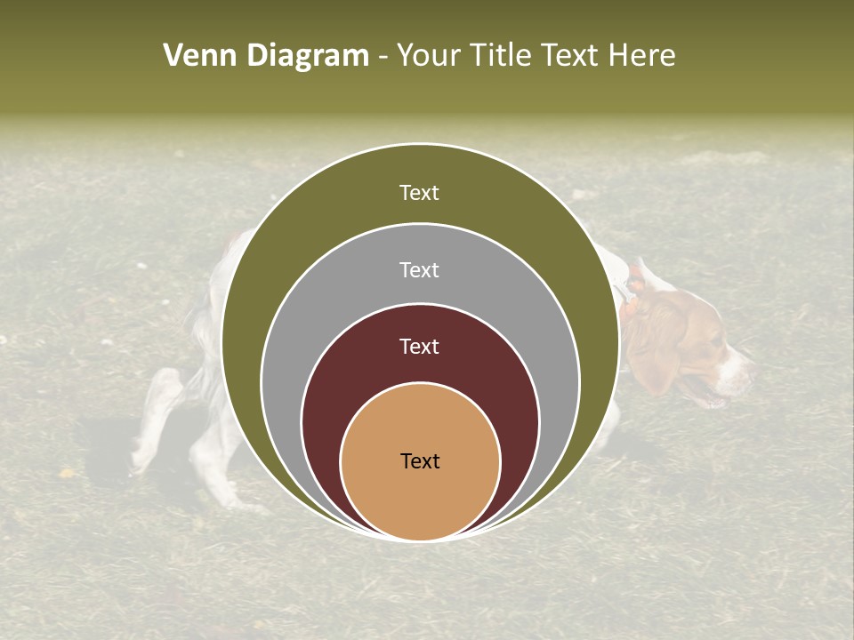 A Brown And White Dog Walking Across A Grass Covered Field PowerPoint Template
