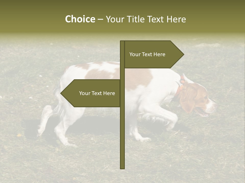 A Brown And White Dog Walking Across A Grass Covered Field PowerPoint Template