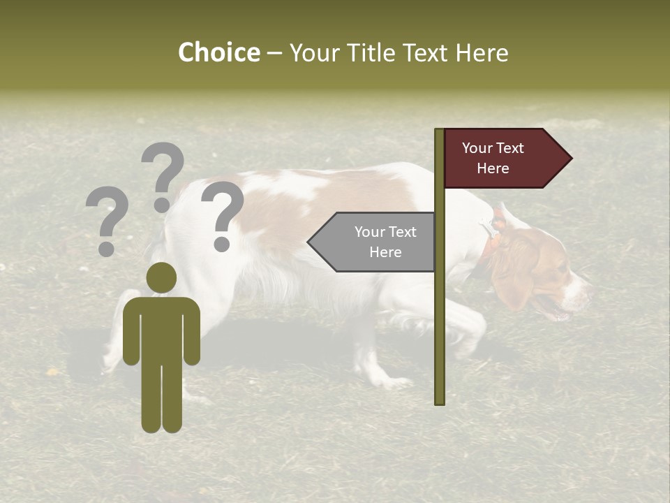 A Brown And White Dog Walking Across A Grass Covered Field PowerPoint Template