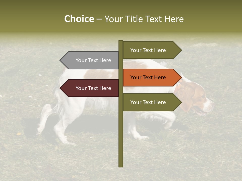 A Brown And White Dog Walking Across A Grass Covered Field PowerPoint Template