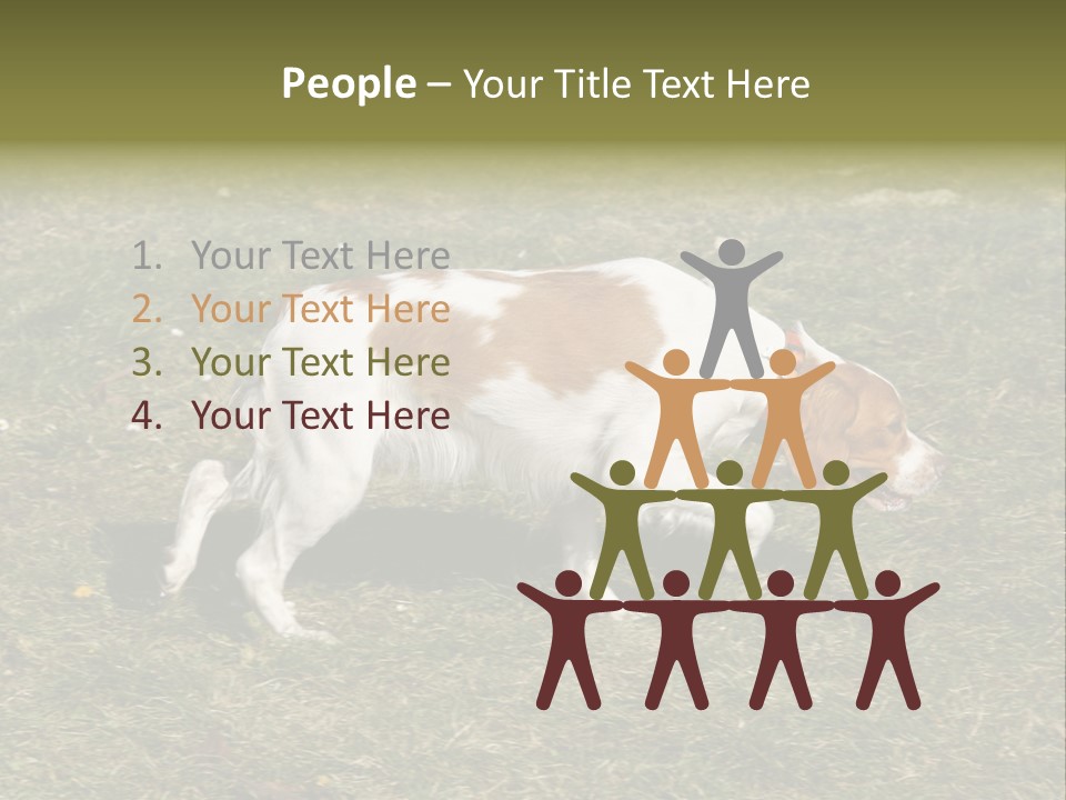 A Brown And White Dog Walking Across A Grass Covered Field PowerPoint Template