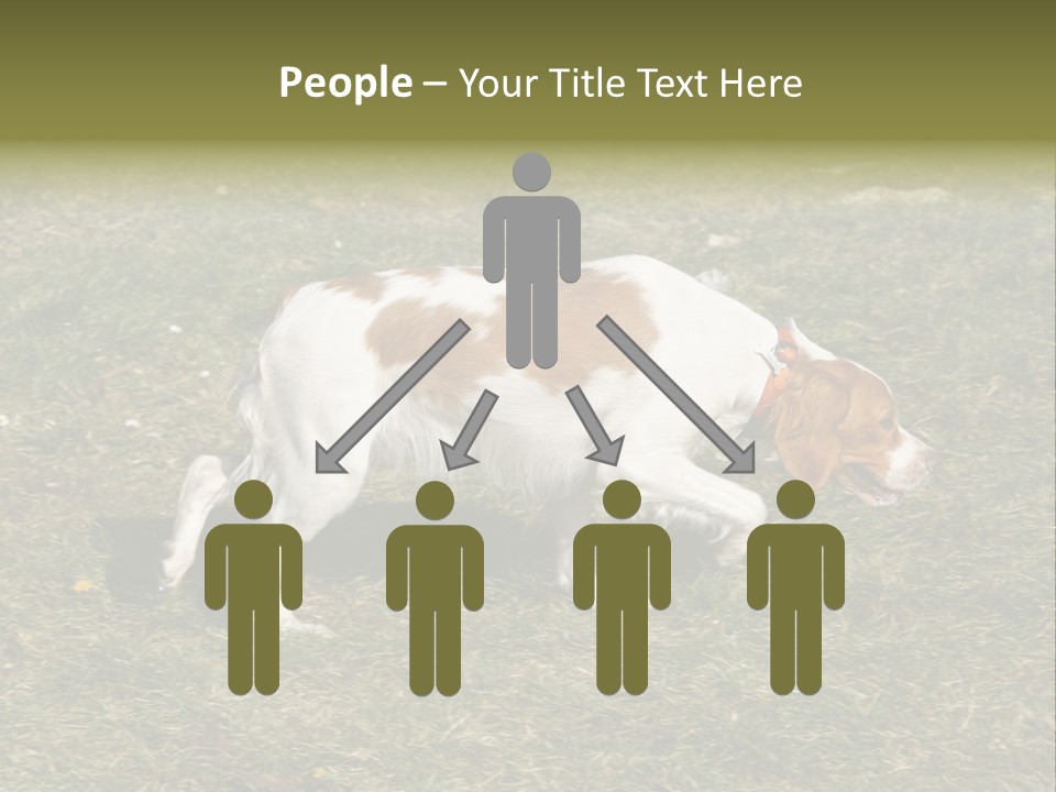 A Brown And White Dog Walking Across A Grass Covered Field PowerPoint Template