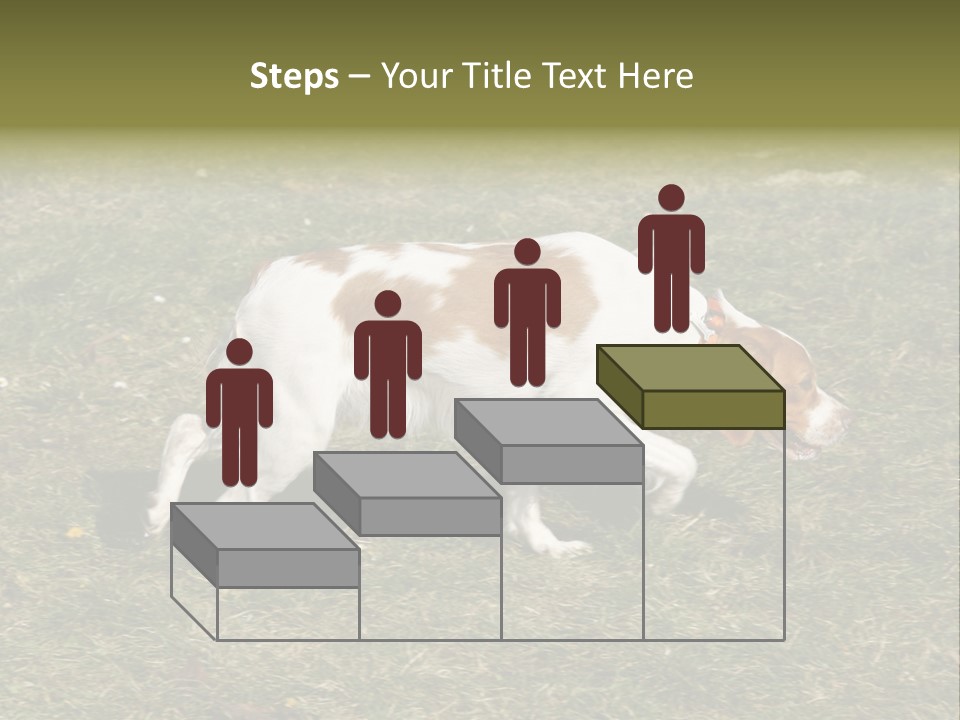 A Brown And White Dog Walking Across A Grass Covered Field PowerPoint Template