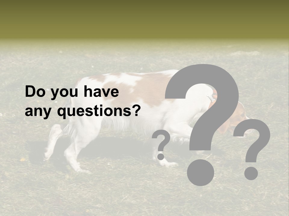 A Brown And White Dog Walking Across A Grass Covered Field PowerPoint Template
