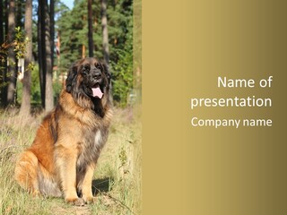 A Large Brown Dog Sitting In The Grass PowerPoint Template