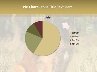 A Large Brown Dog Sitting In The Grass PowerPoint Template