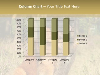 A Large Brown Dog Sitting In The Grass PowerPoint Template