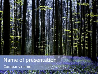 A Forest Filled With Blue Flowers And Trees PowerPoint Template
