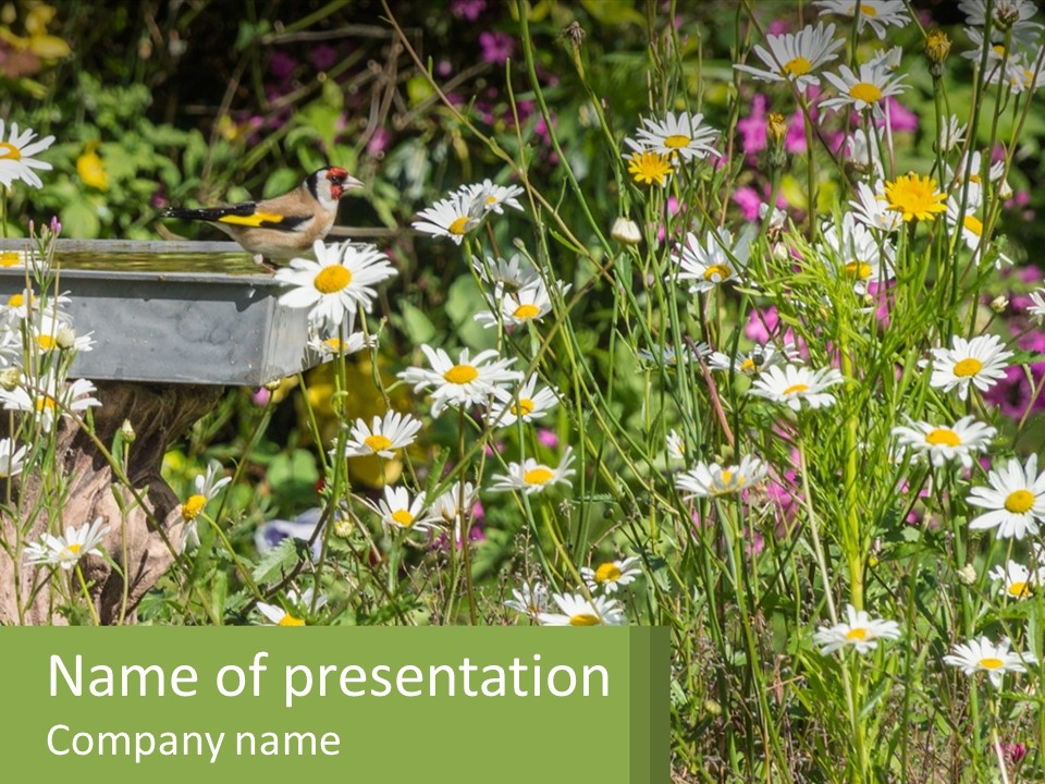 A Bird Sitting On A Bird Bath Surrounded By Wildflowers PowerPoint Template