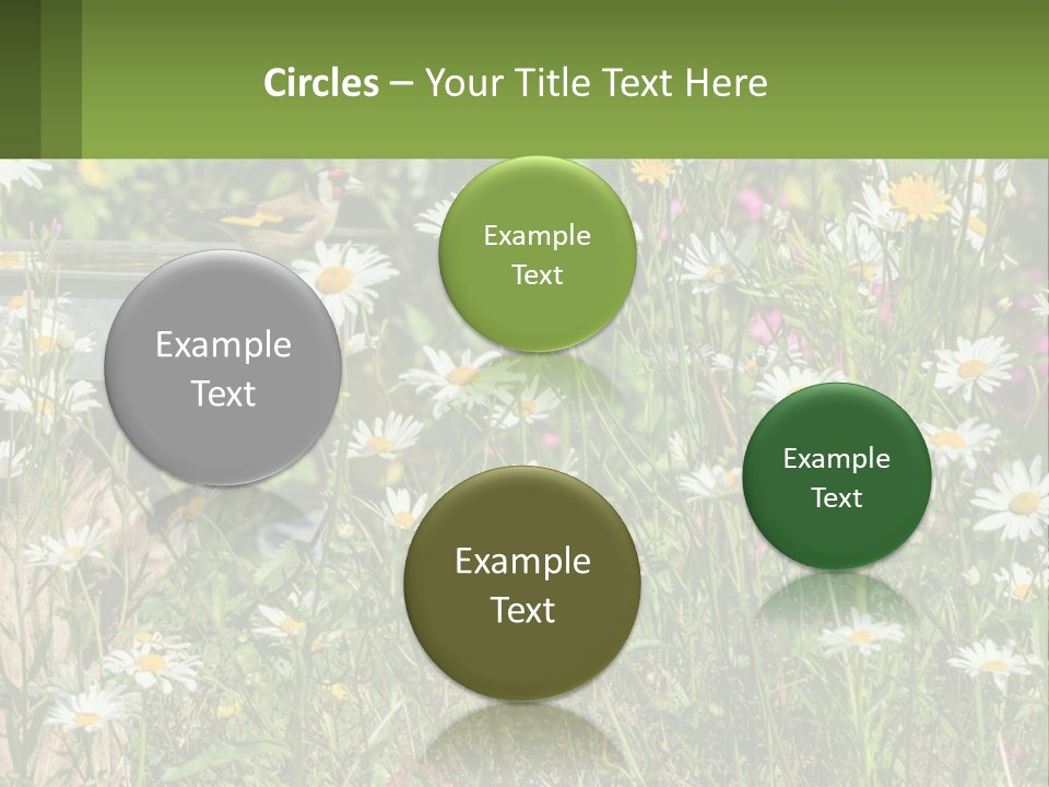 A Bird Sitting On A Bird Bath Surrounded By Wildflowers PowerPoint Template