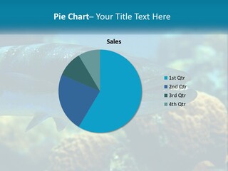 A Large Fish Is Swimming In The Water PowerPoint Template