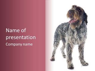 A Dog Standing In Front Of A White Background PowerPoint Template