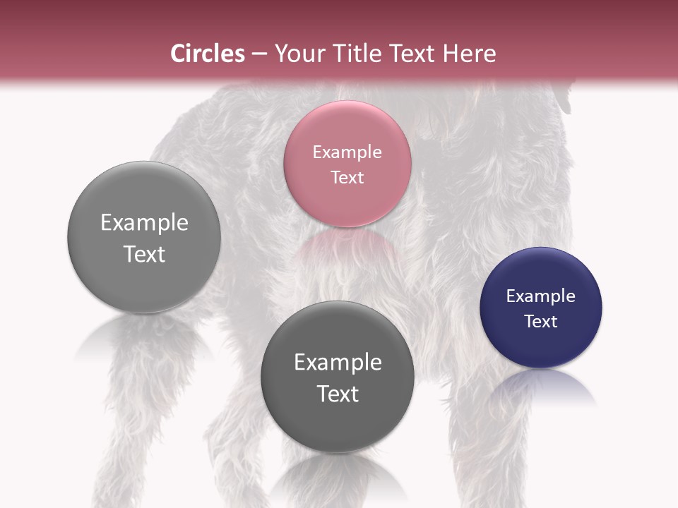 A Dog Standing In Front Of A White Background PowerPoint Template