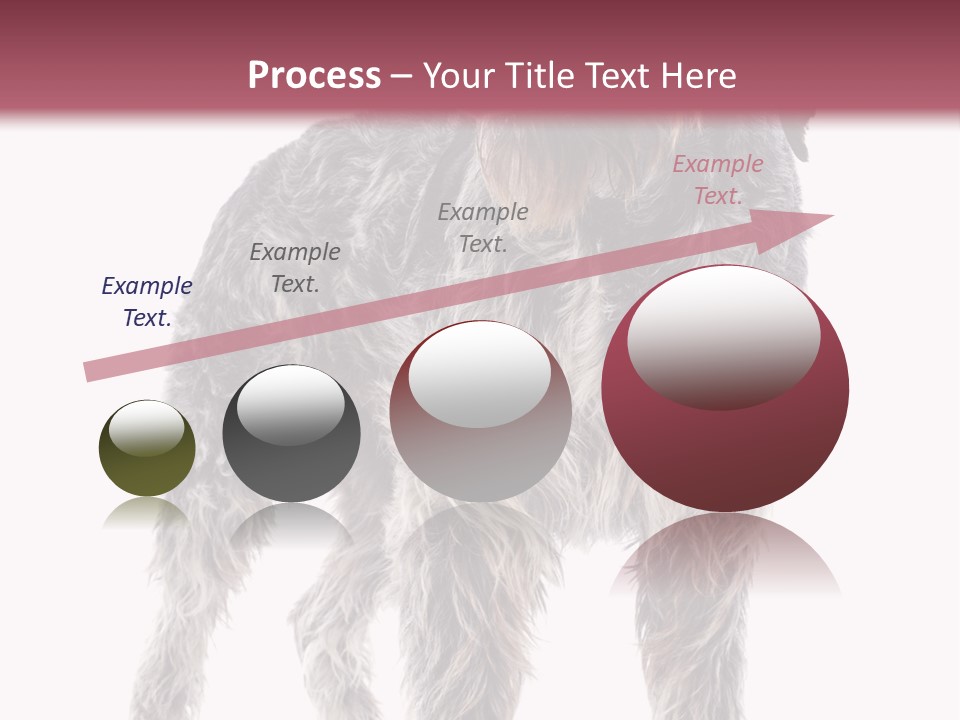 A Dog Standing In Front Of A White Background PowerPoint Template