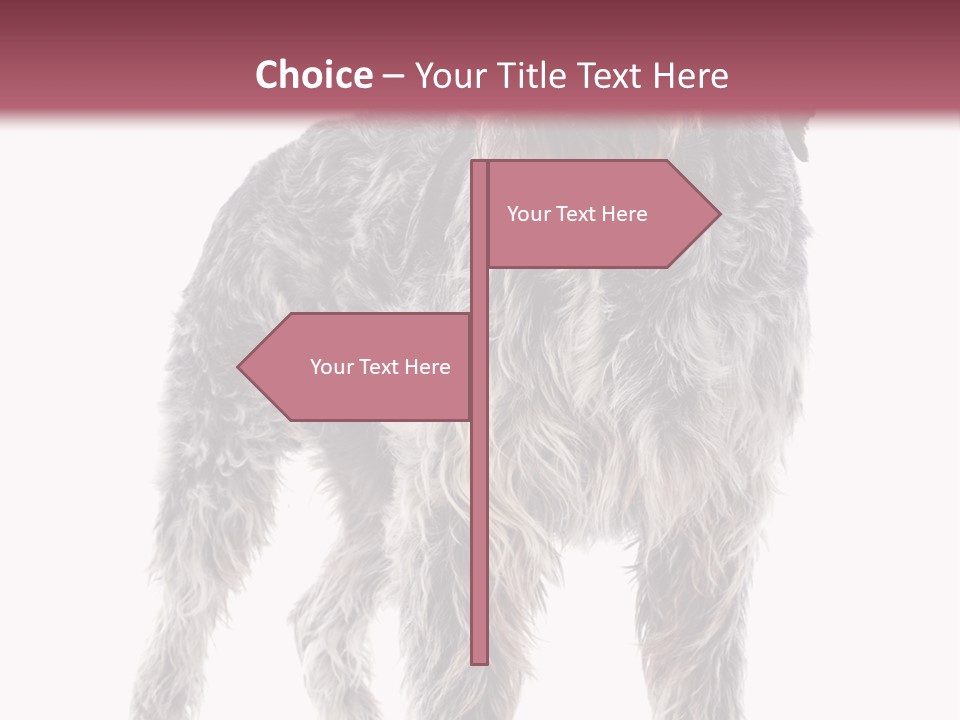 A Dog Standing In Front Of A White Background PowerPoint Template