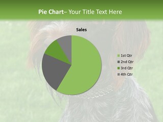 A Brown And Black Dog Sitting On Top Of A Lush Green Field PowerPoint Template