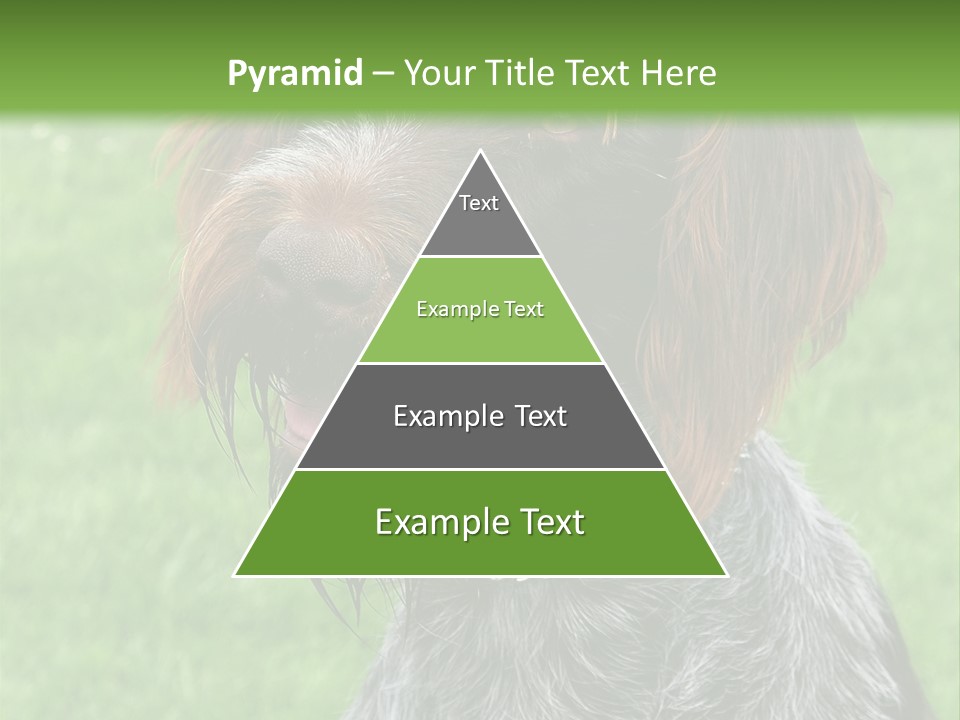 A Brown And Black Dog Sitting On Top Of A Lush Green Field PowerPoint Template