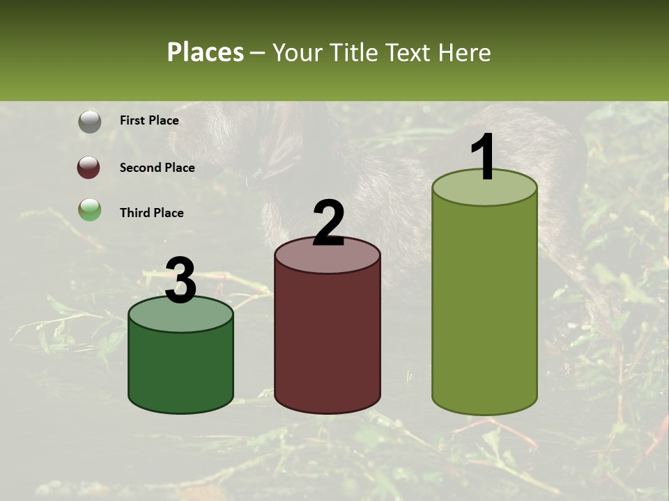 A Dog Standing In A Body Of Water PowerPoint Template