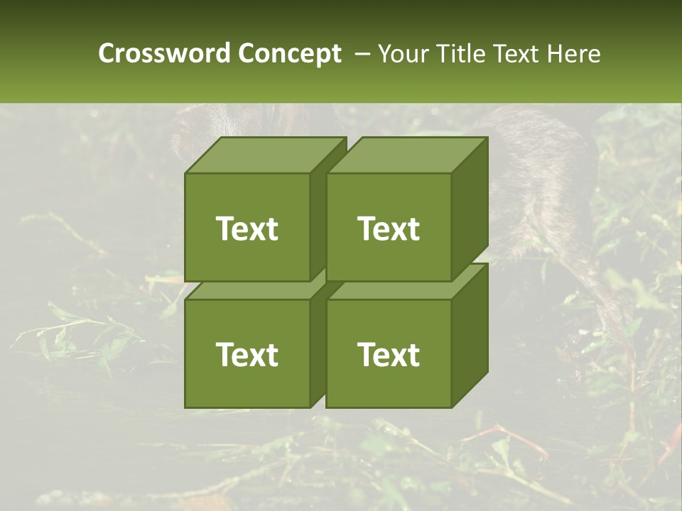 A Dog Standing In A Body Of Water PowerPoint Template