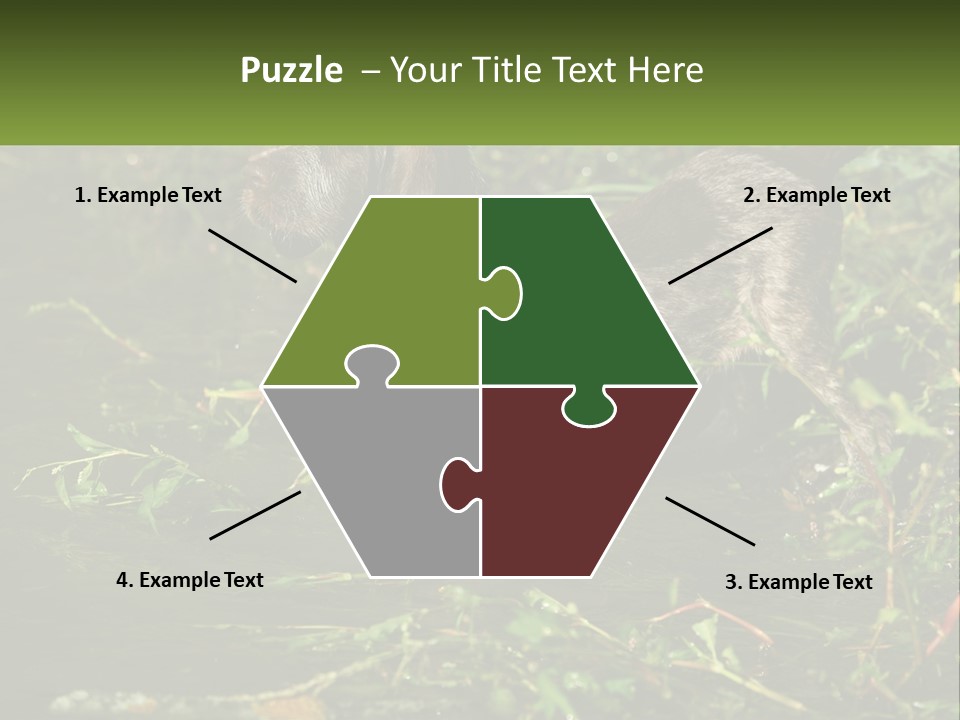 A Dog Standing In A Body Of Water PowerPoint Template