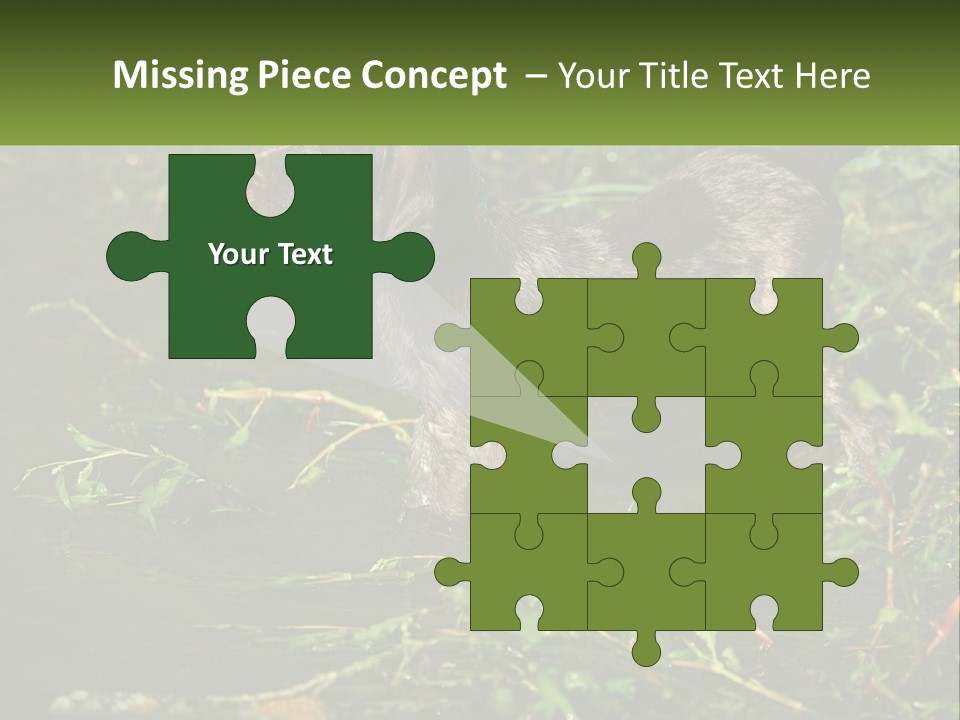 A Dog Standing In A Body Of Water PowerPoint Template