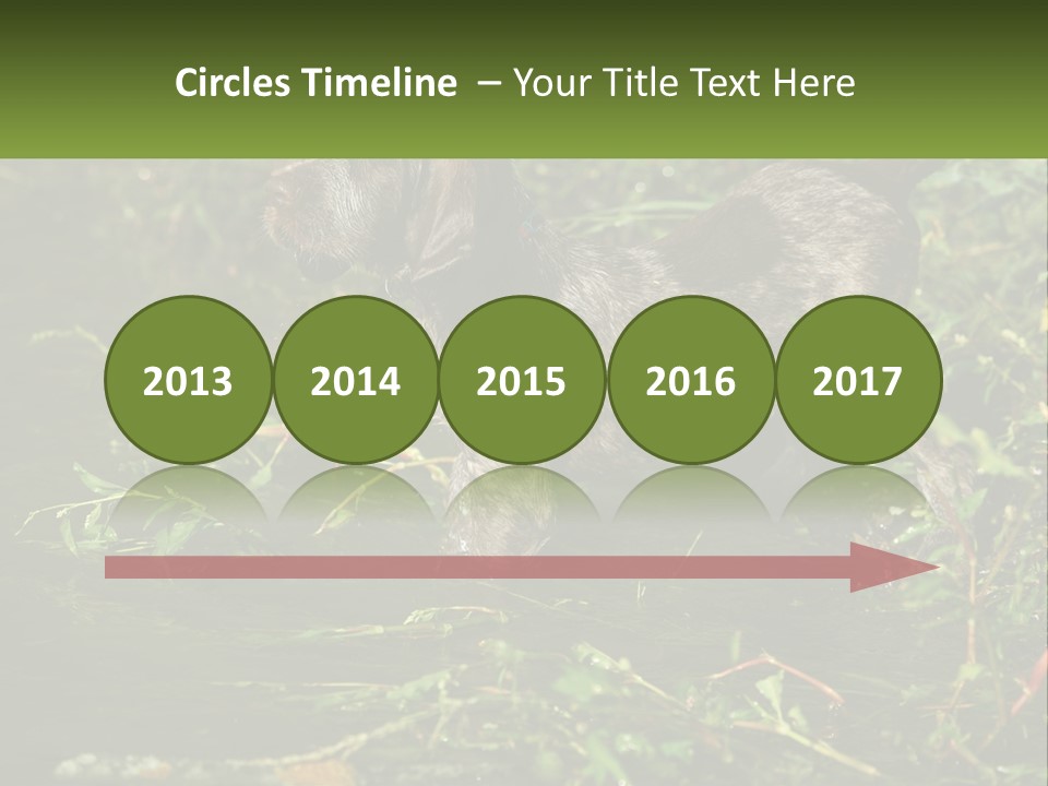 A Dog Standing In A Body Of Water PowerPoint Template