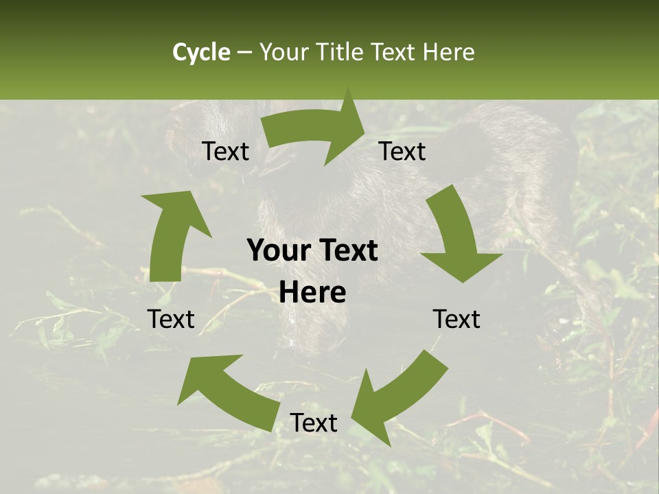 A Dog Standing In A Body Of Water PowerPoint Template