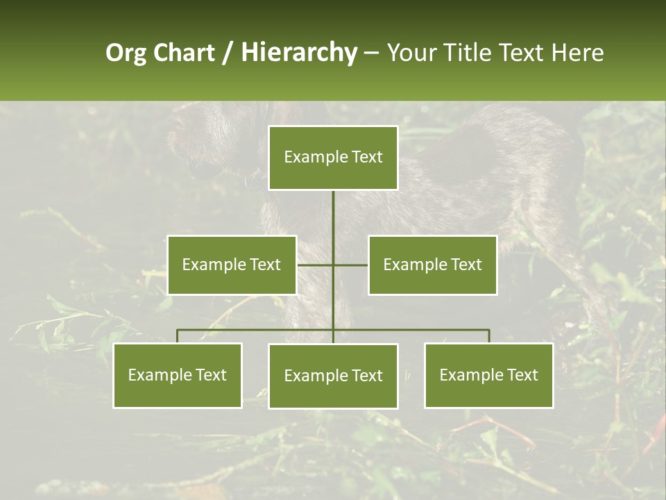 A Dog Standing In A Body Of Water PowerPoint Template