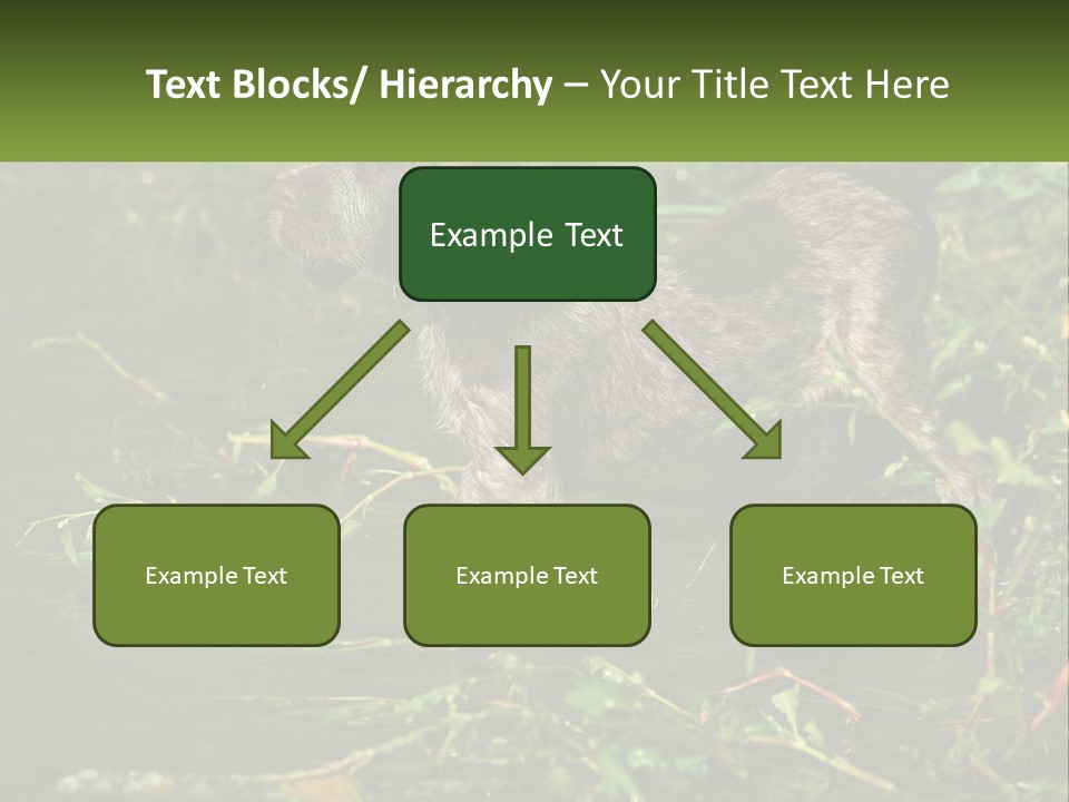 A Dog Standing In A Body Of Water PowerPoint Template