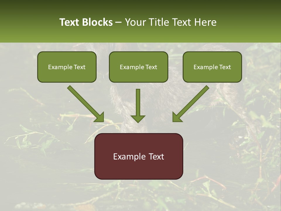 A Dog Standing In A Body Of Water PowerPoint Template