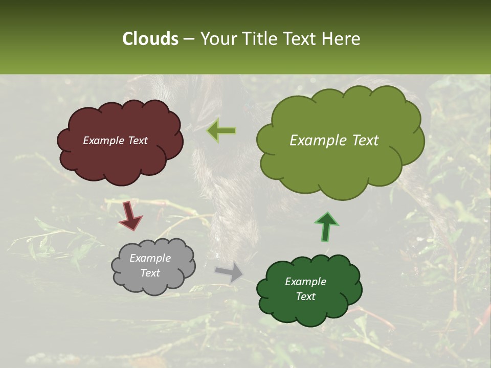 A Dog Standing In A Body Of Water PowerPoint Template