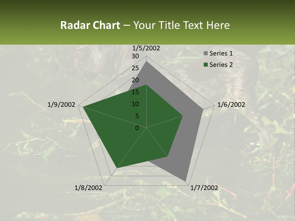 A Dog Standing In A Body Of Water PowerPoint Template