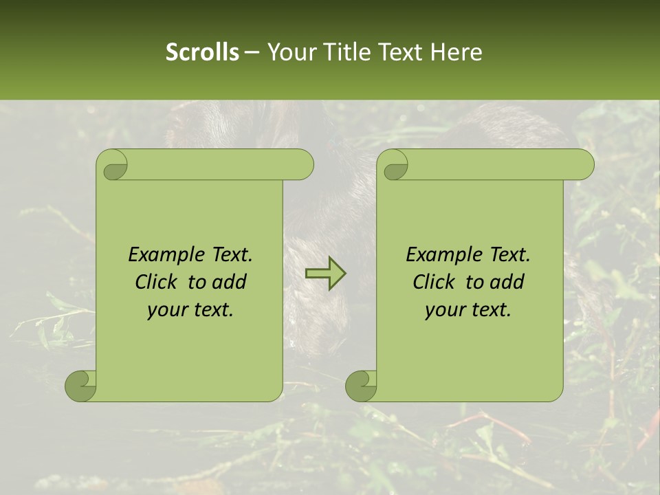 A Dog Standing In A Body Of Water PowerPoint Template