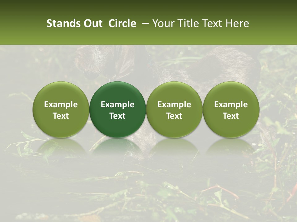 A Dog Standing In A Body Of Water PowerPoint Template