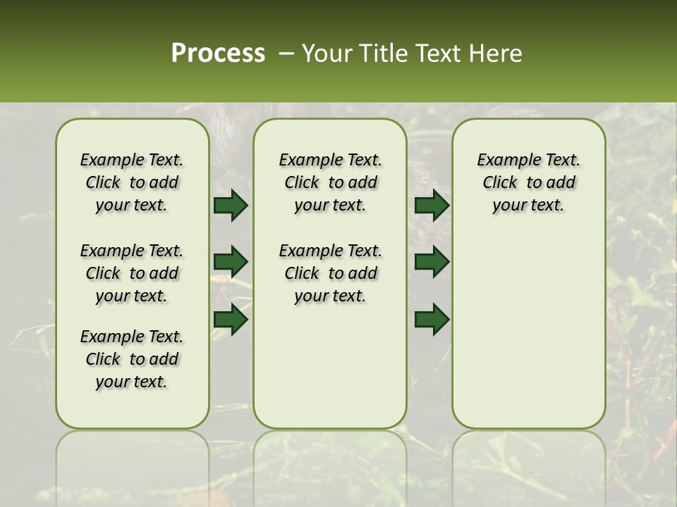A Dog Standing In A Body Of Water PowerPoint Template