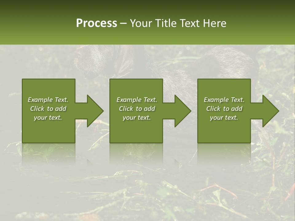 A Dog Standing In A Body Of Water PowerPoint Template