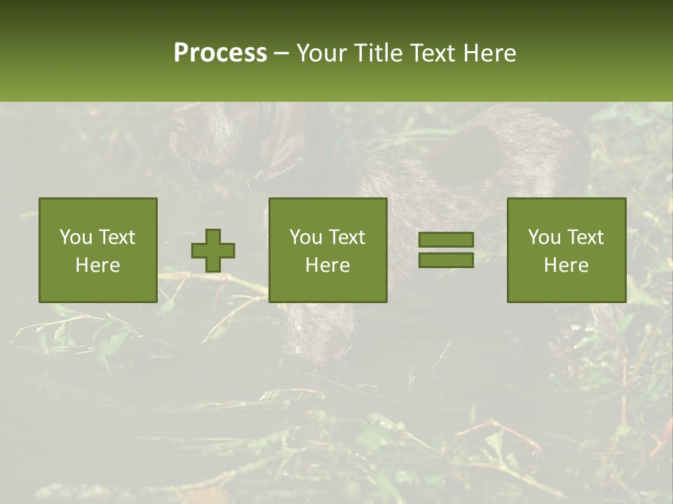 A Dog Standing In A Body Of Water PowerPoint Template