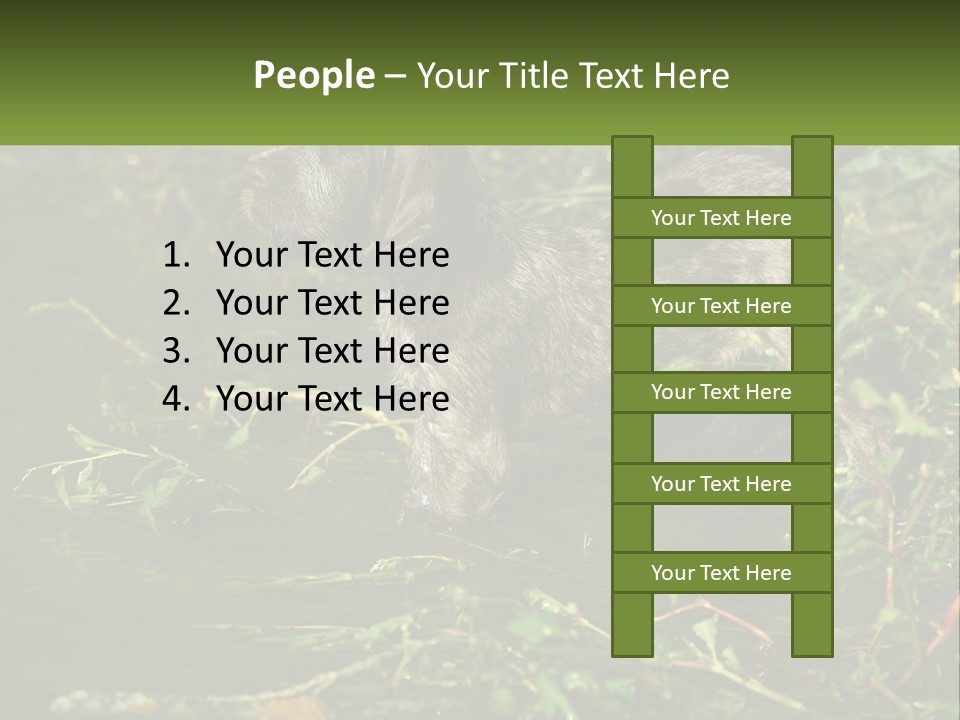 A Dog Standing In A Body Of Water PowerPoint Template