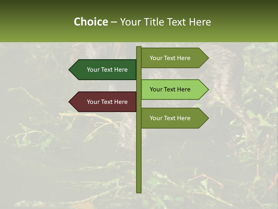 A Dog Standing In A Body Of Water PowerPoint Template