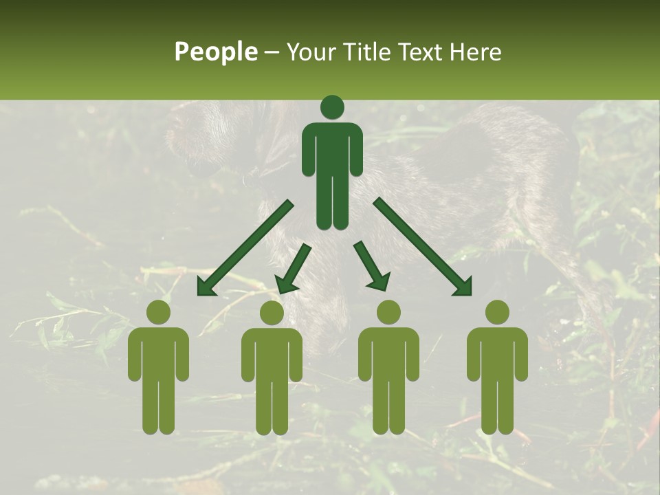 A Dog Standing In A Body Of Water PowerPoint Template