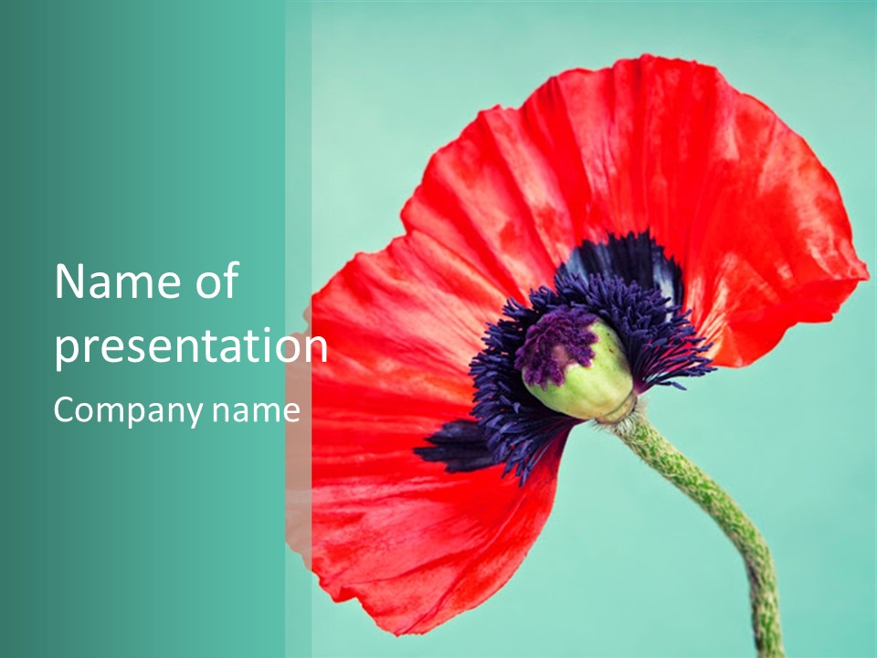 A Red Flower On A Blue Background With A Green Border PowerPoint Template