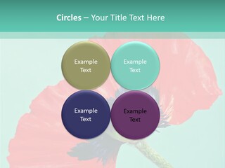 A Red Flower On A Blue Background With A Green Border PowerPoint Template