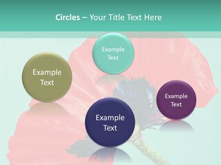 A Red Flower On A Blue Background With A Green Border PowerPoint Template