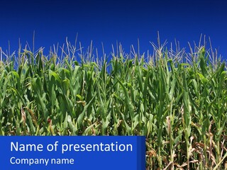 A Field Of Corn With A Blue Sky In The Background PowerPoint Template