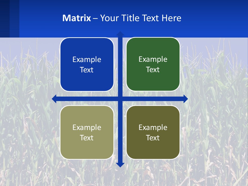 A Field Of Corn With A Blue Sky In The Background PowerPoint Template