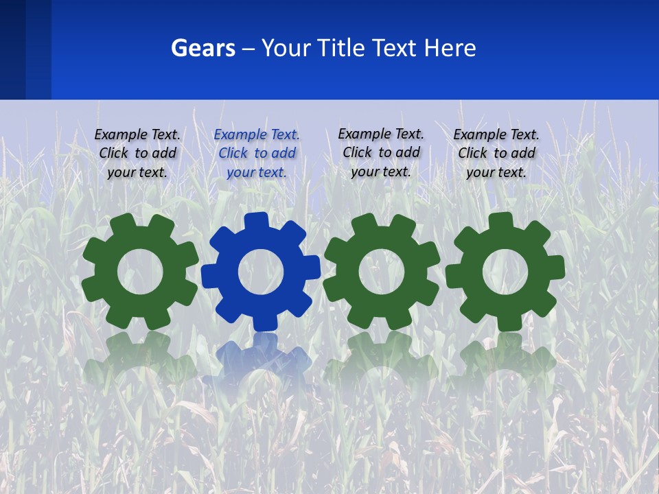 A Field Of Corn With A Blue Sky In The Background PowerPoint Template