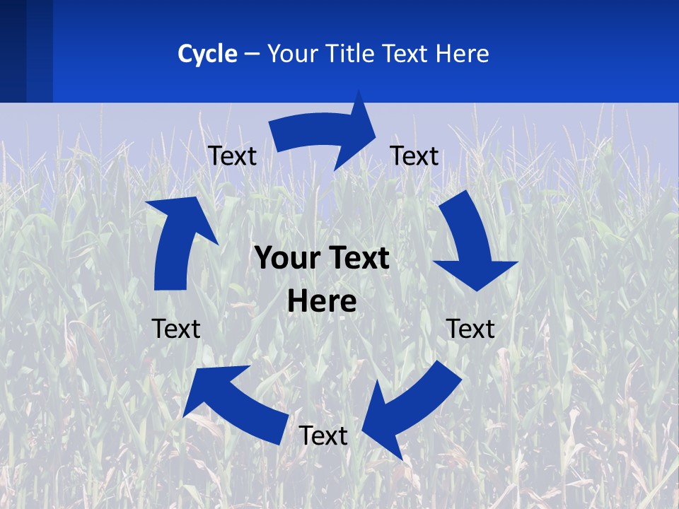 A Field Of Corn With A Blue Sky In The Background PowerPoint Template